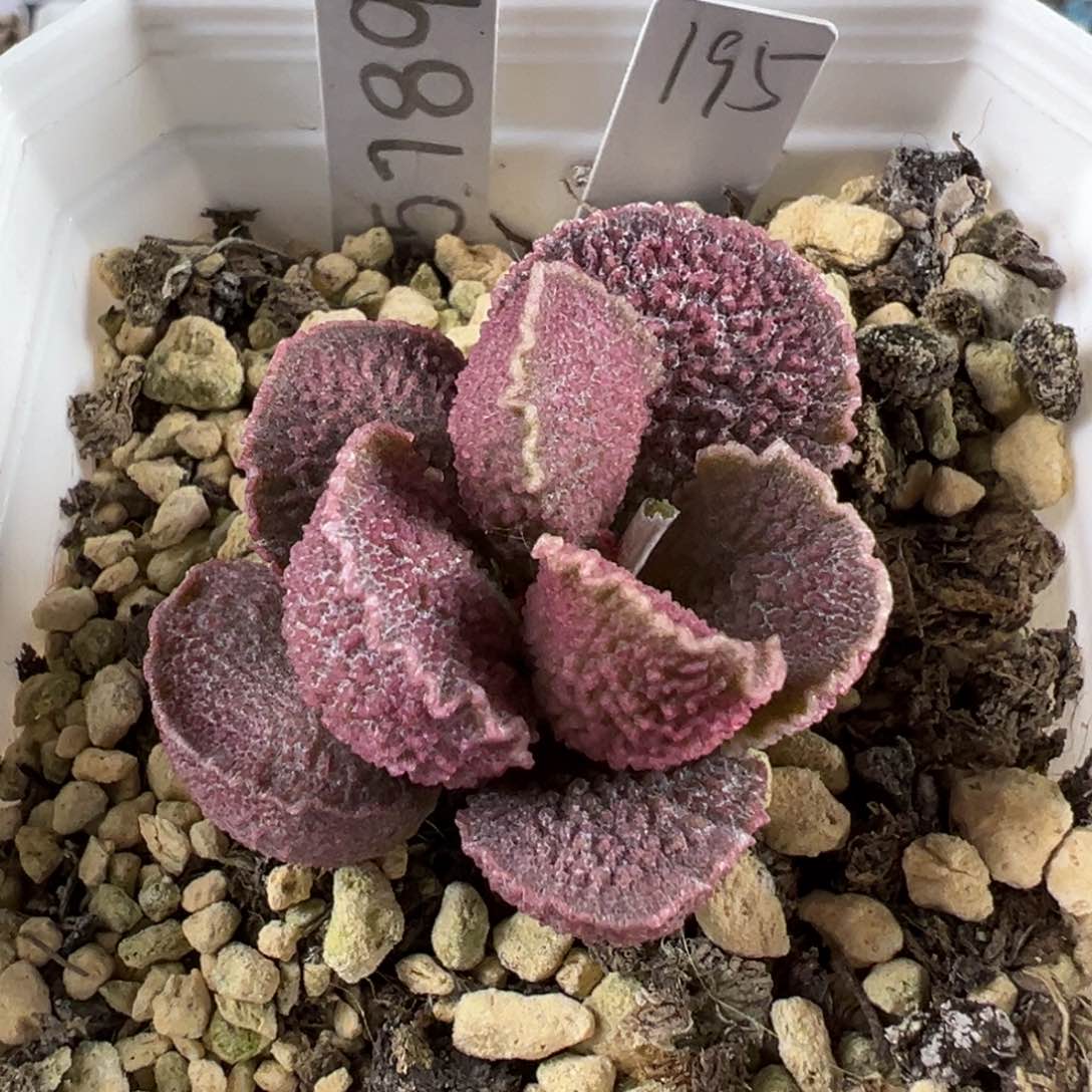 024-5789紫色系颗粒款实生新品