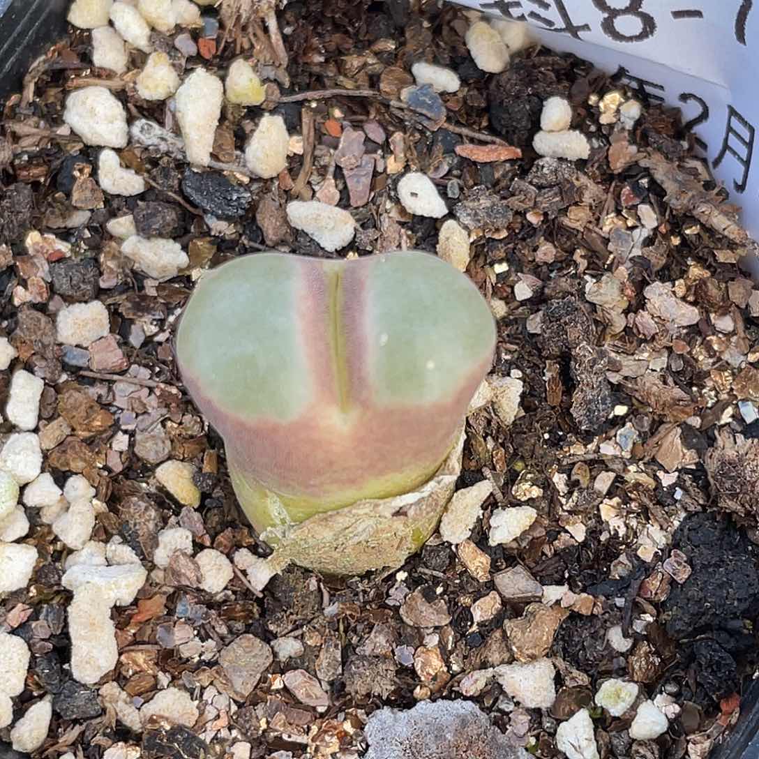 8-73磁铁多肉植物