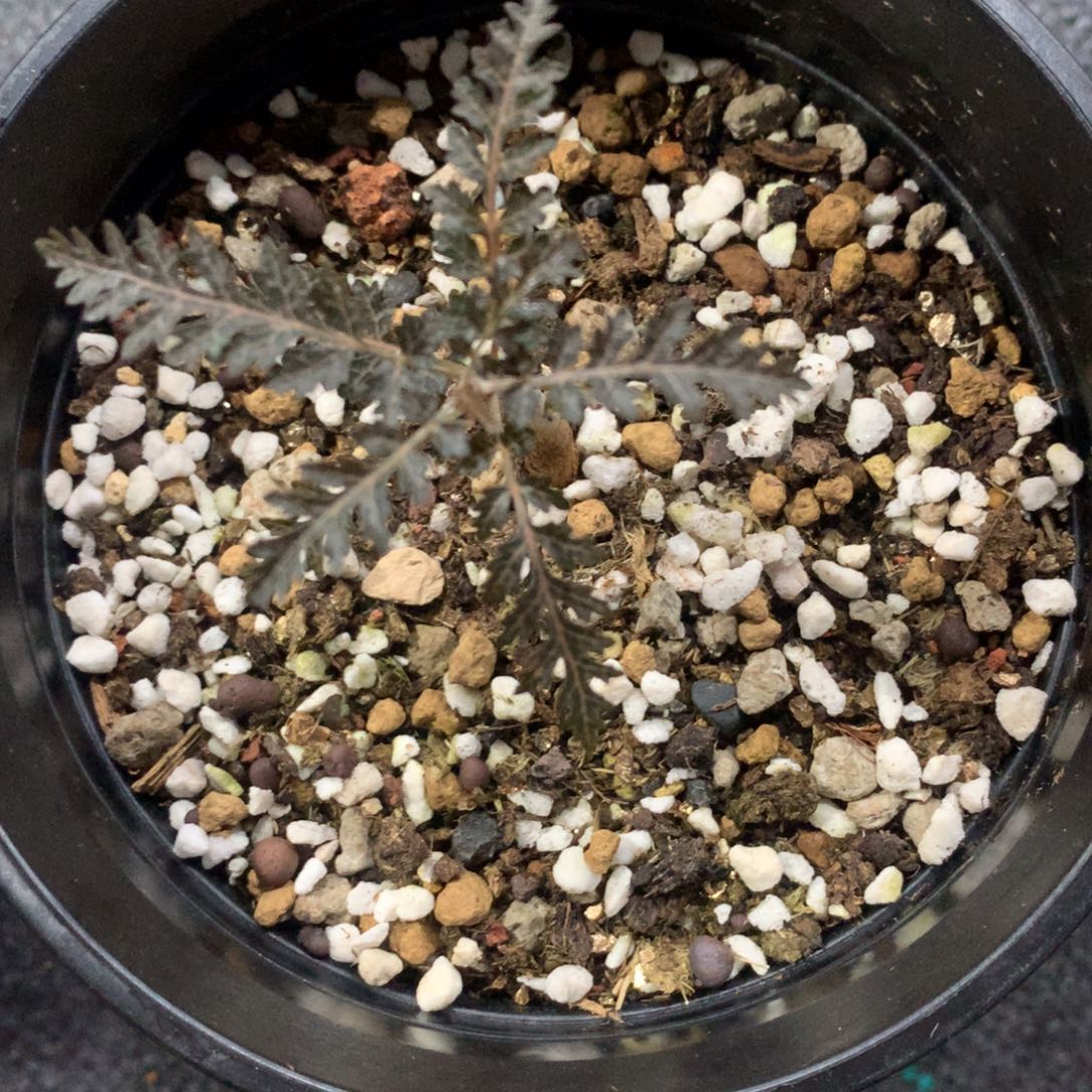 小****索娜乳香实生带盆土