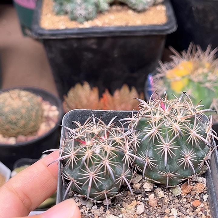 无花朵虎爪玉实生球