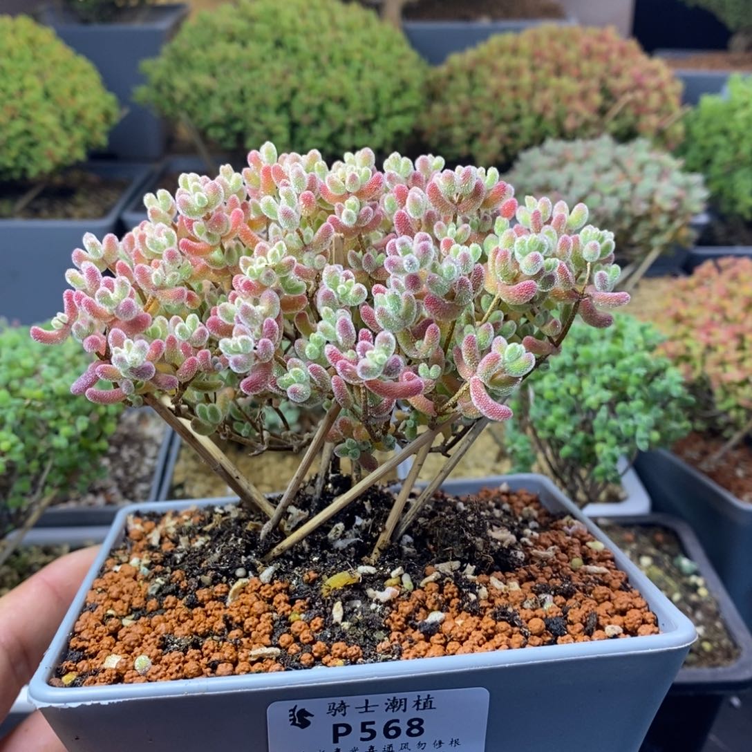 568优选冰晶枝干