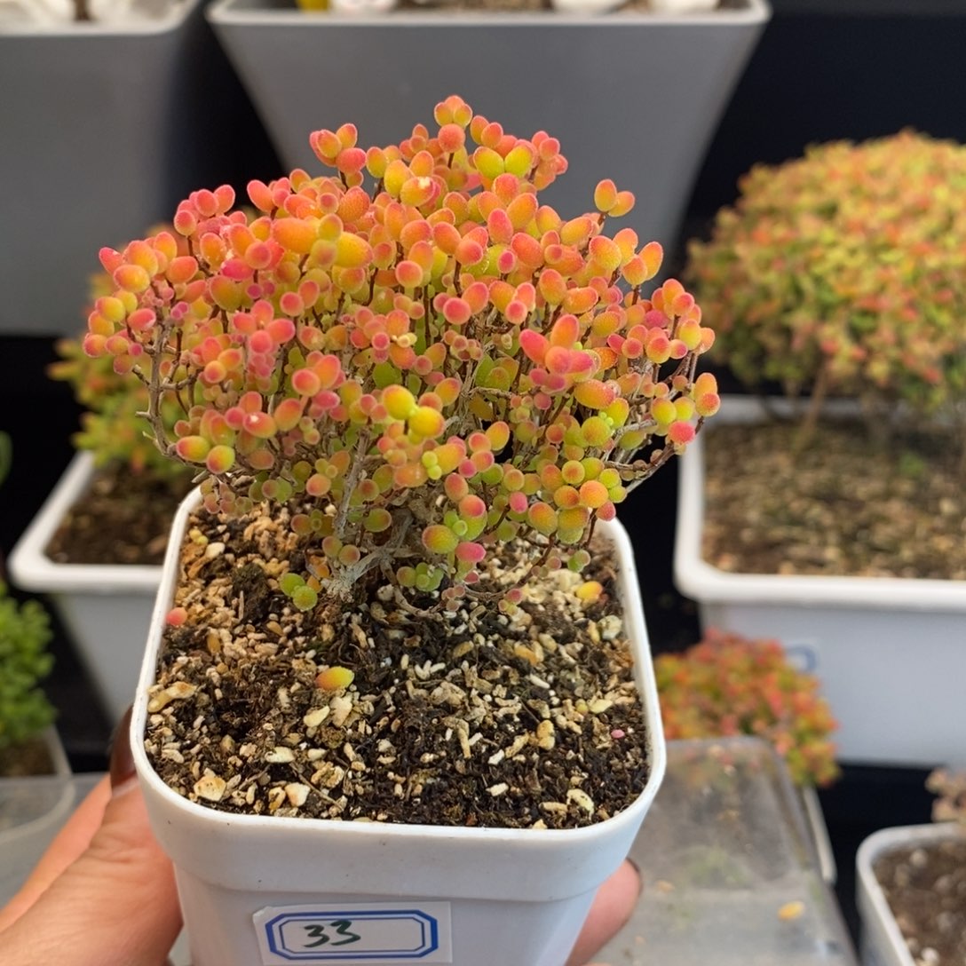 完全开放33号蜜橘糖球（6.5cm）