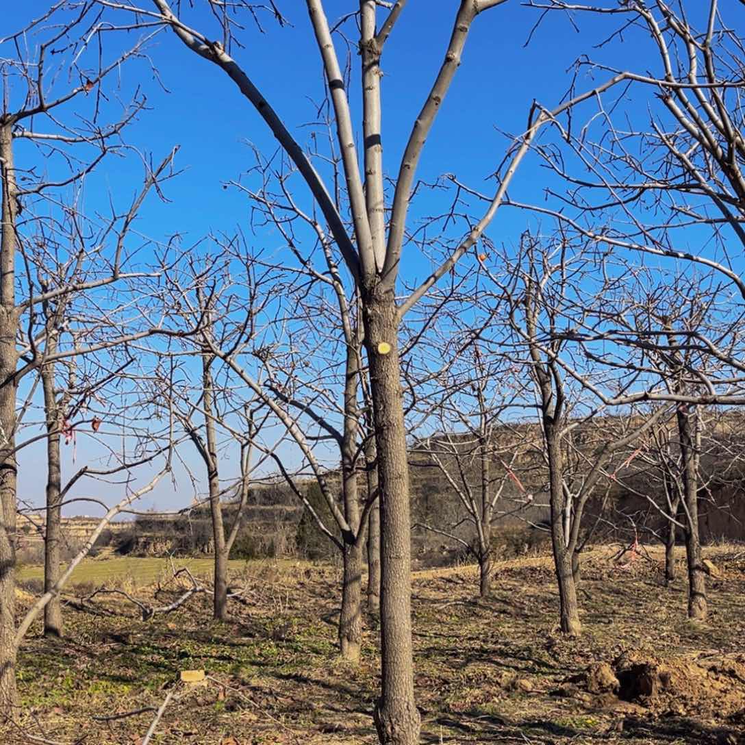 完全开放一物一拍