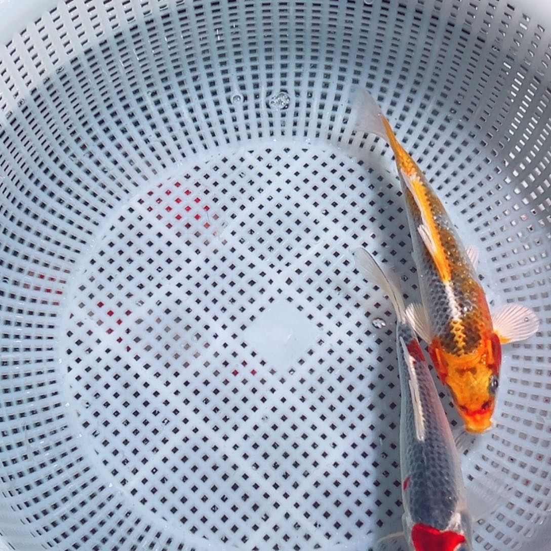 锦鲤锦鲤观赏鱼1111