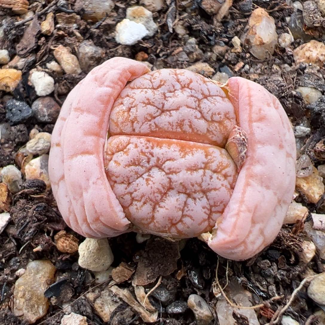 1.13好看的多肉766