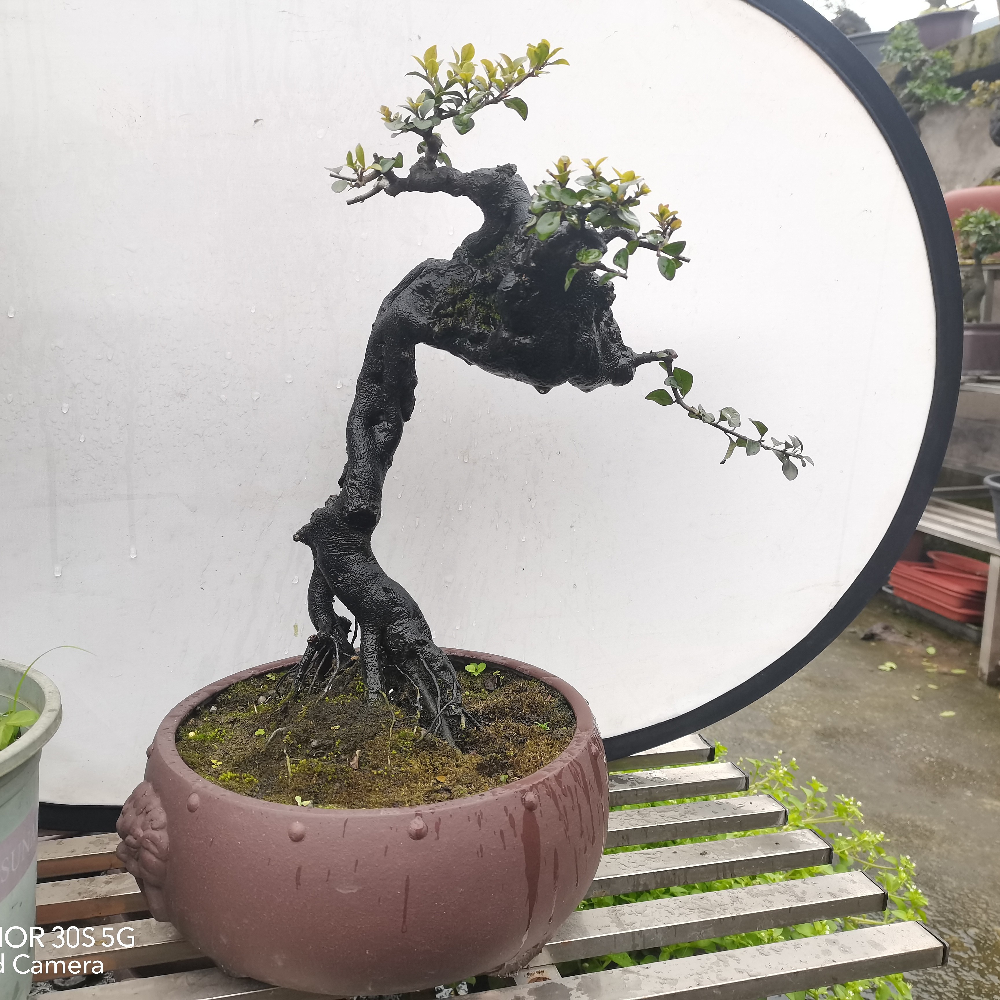 精品金弹子，年功货怪桩，坨子盆景一物一拍