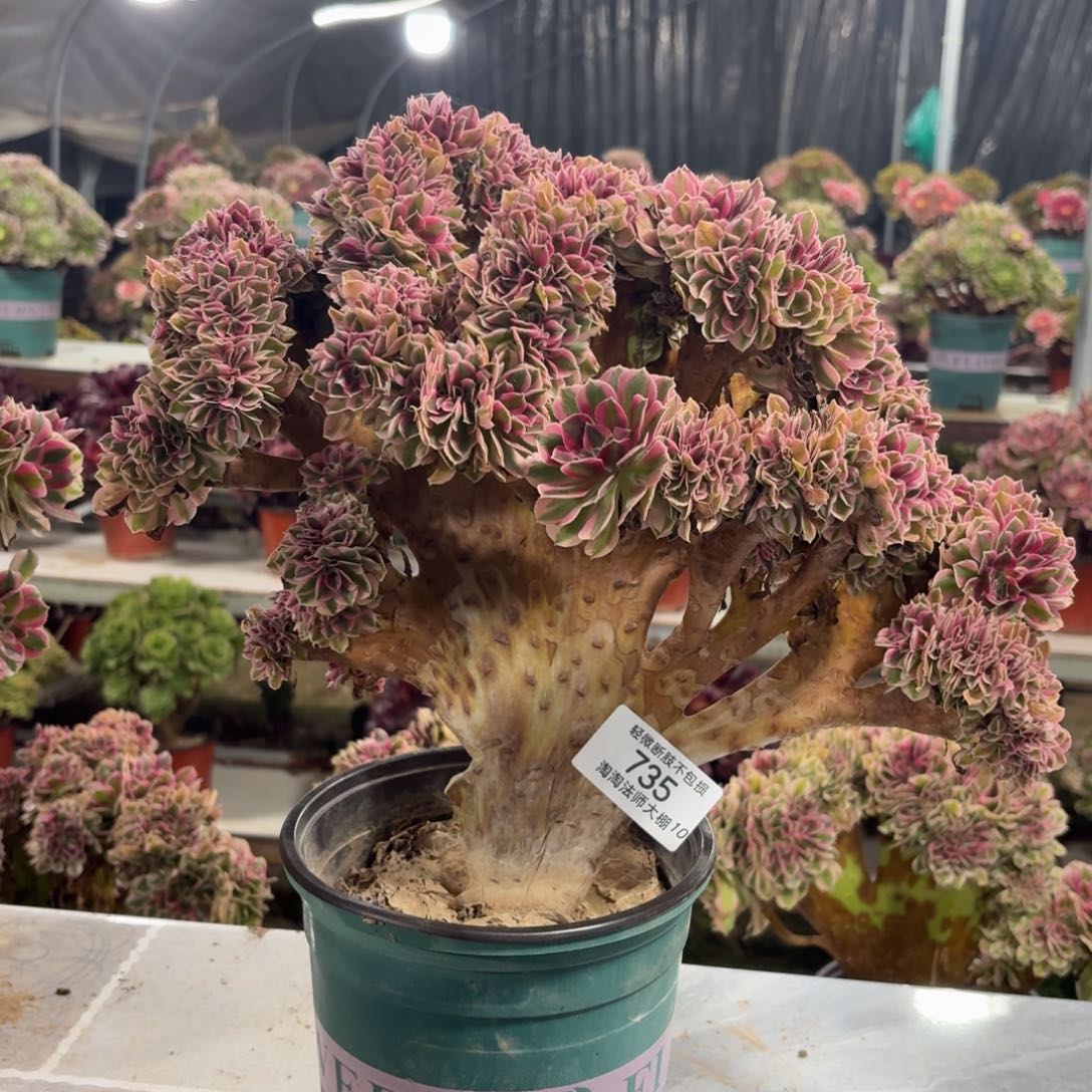 735粉女巫缀化多肉植物法师