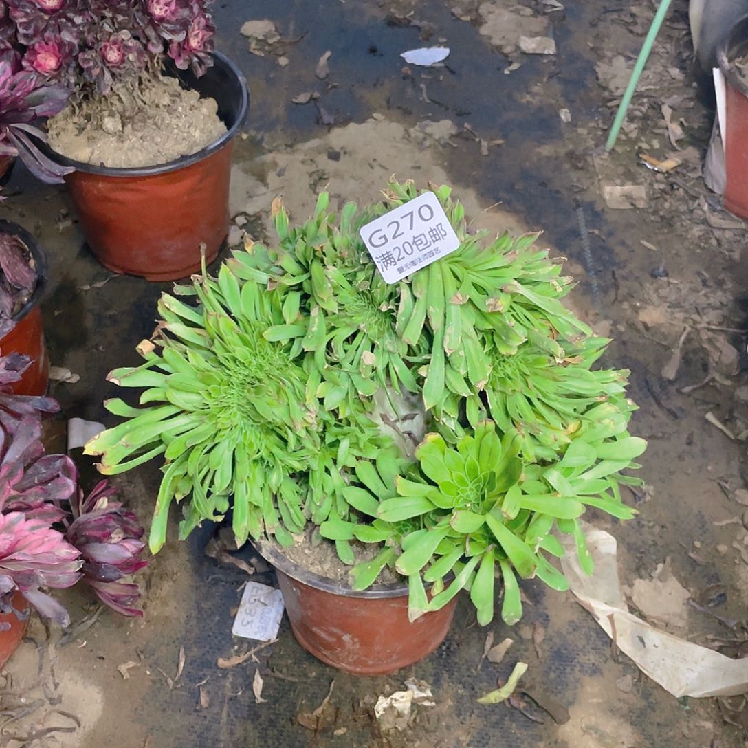 270原始绿缀化多肉