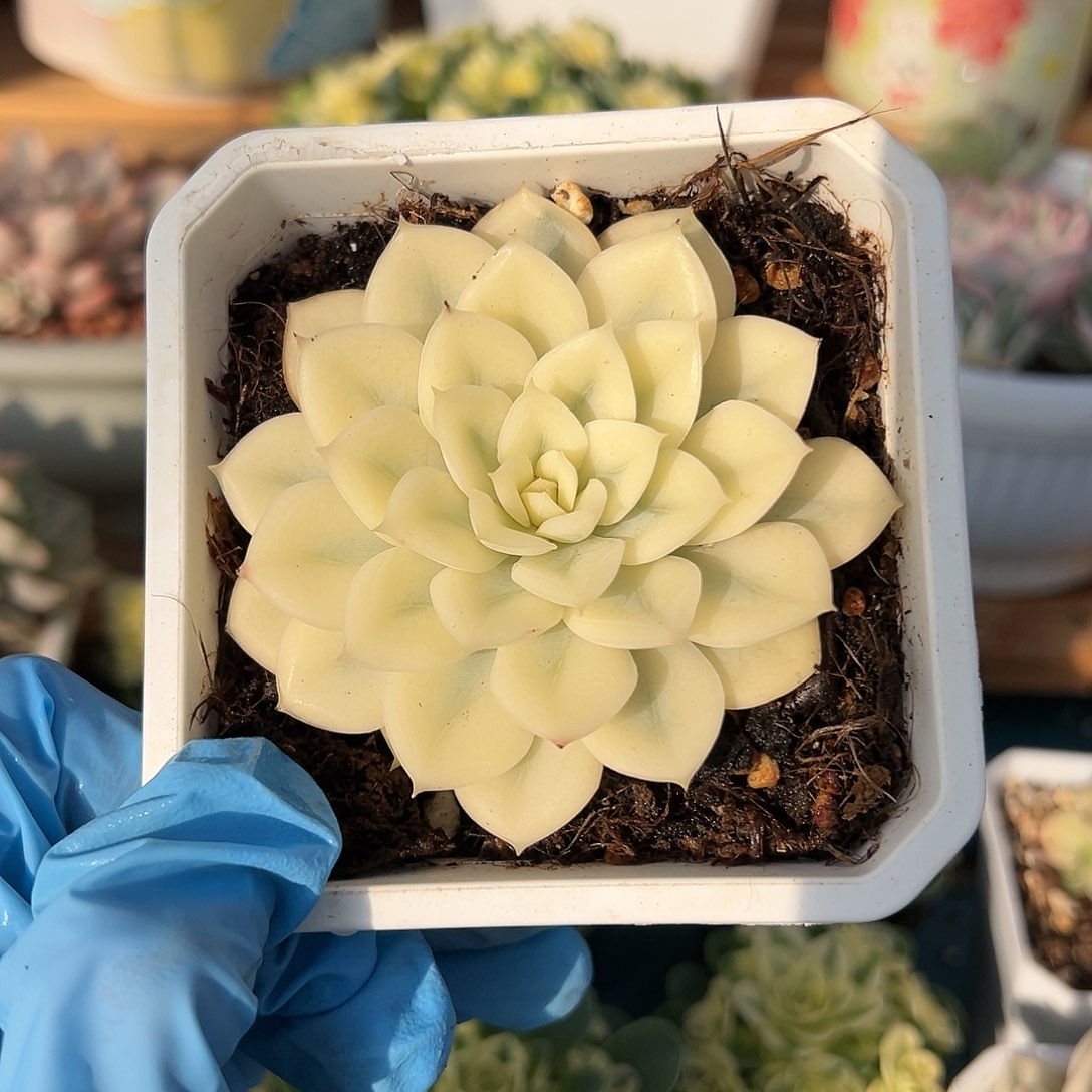 月亮仙子宽锦，多肉植物