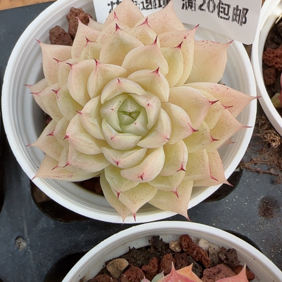 花语逸镜0205-306