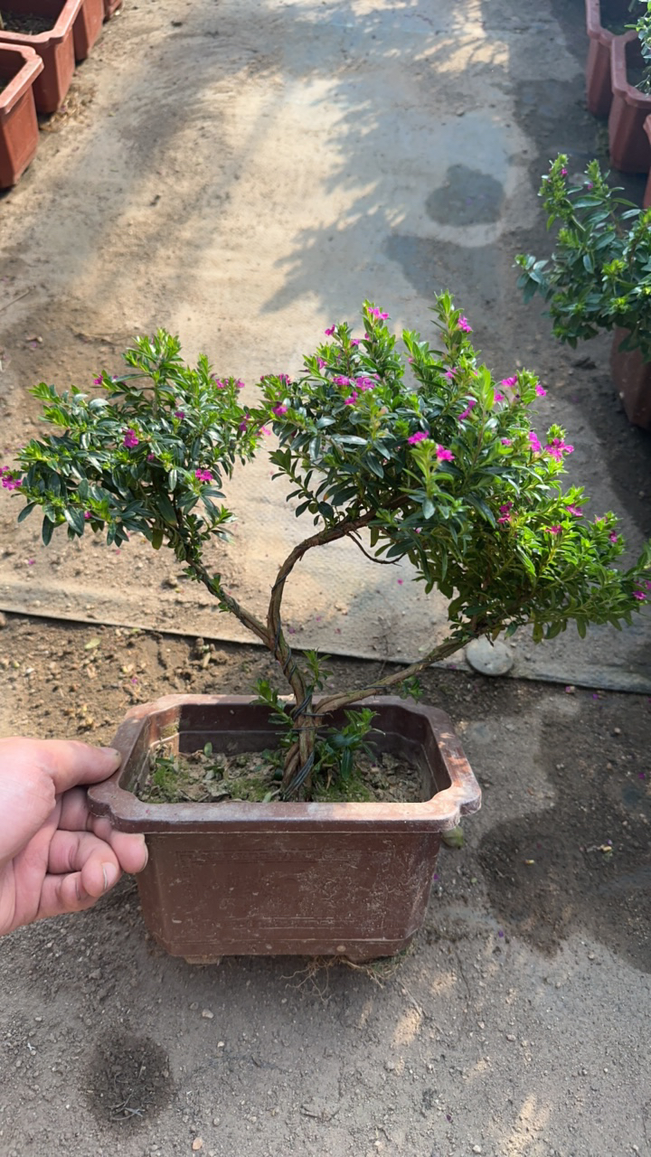 满天星绿植（双枝）