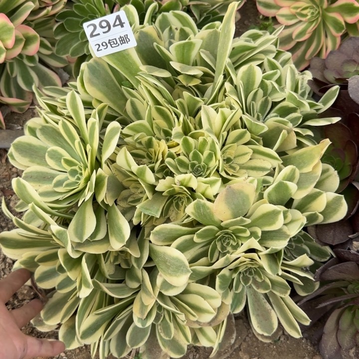 绿豆沙……多肉植物……