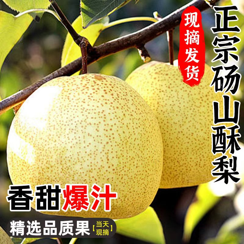 爆汁酥梨现摘现发农家果园皮薄如纸核小无渣新鲜直达坏果包赔