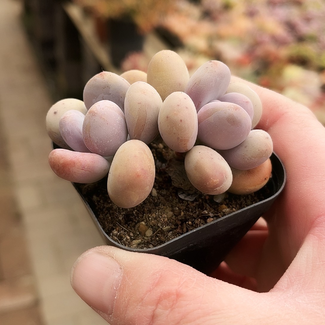 睡***蛋179多肉植物提取萃取剂