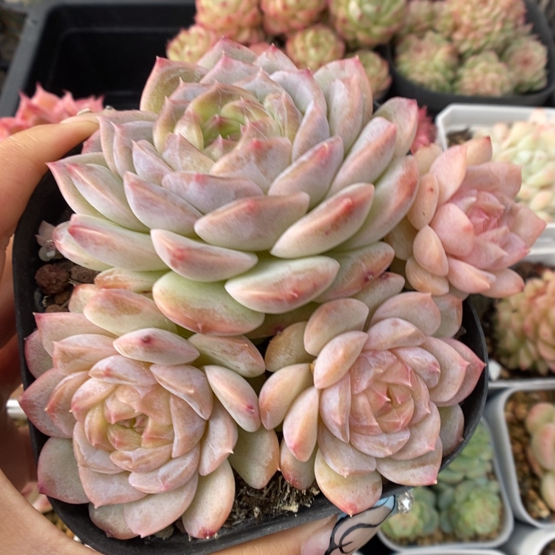 粉钻心珍妮群生4755号