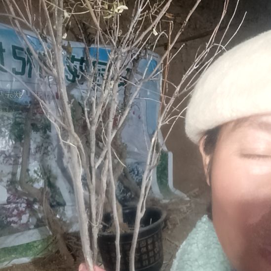 枫***雨完全开放文冠树一颗
