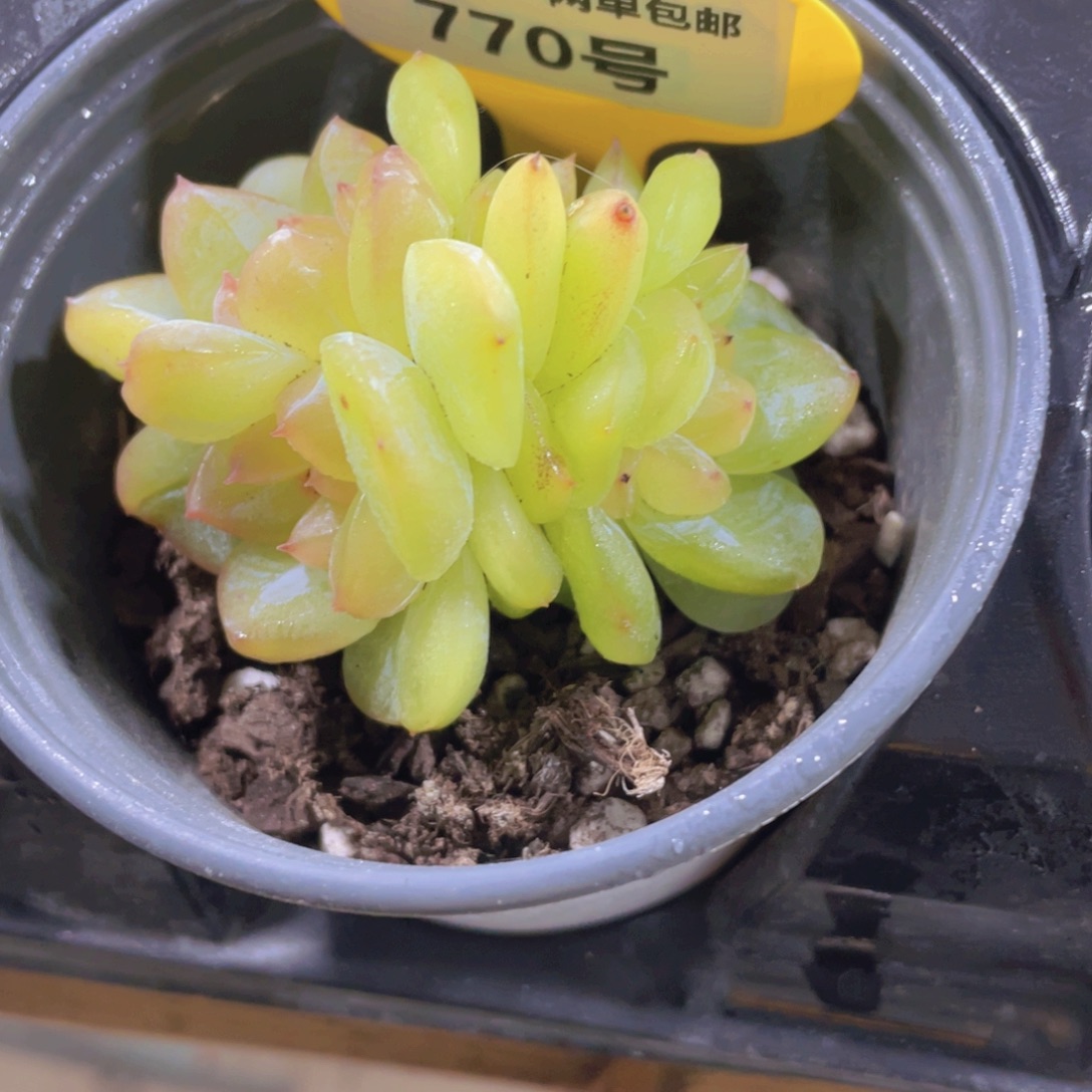 770号 绿透钻石新品