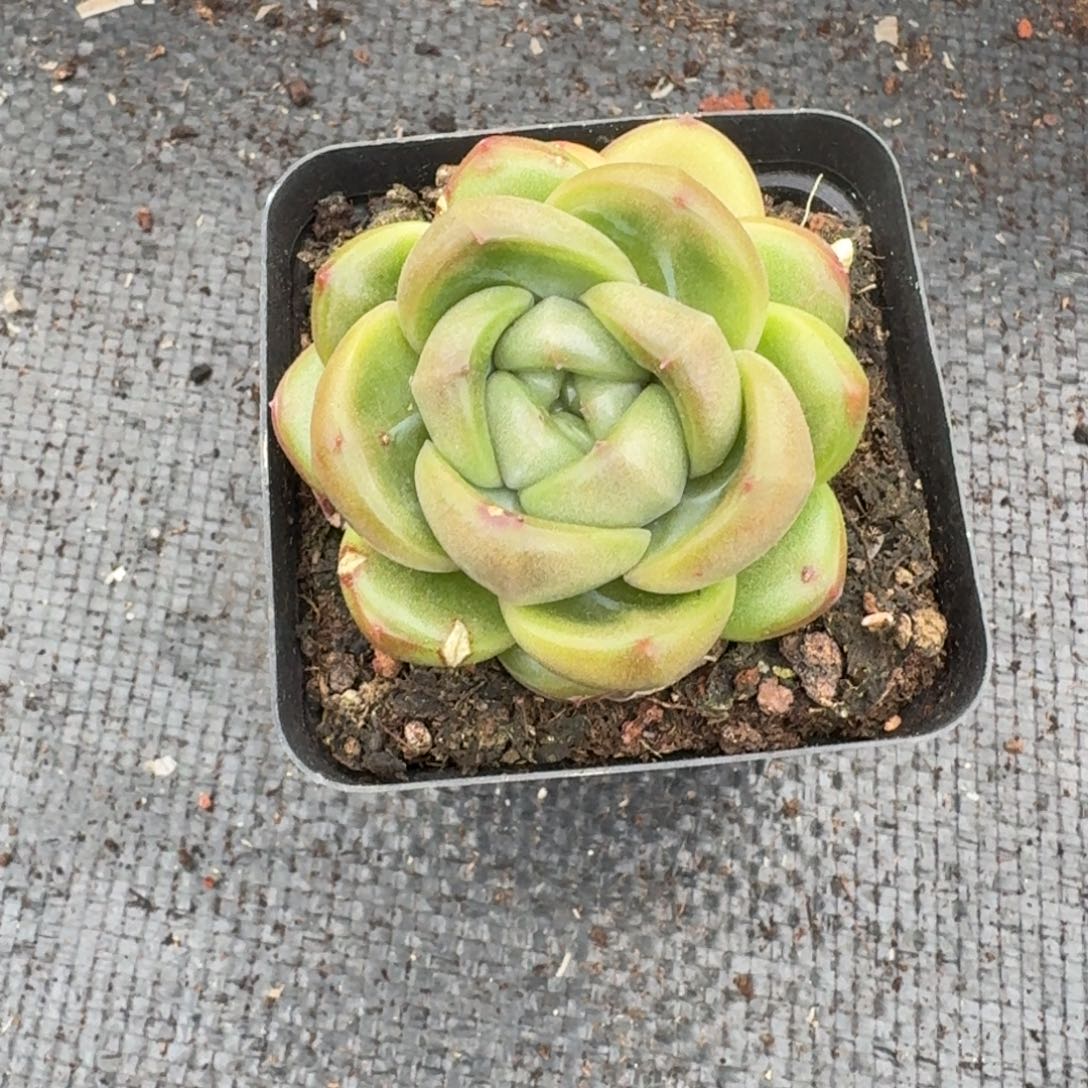 皮艾拉珍妮特熟种一颗量拍9-13