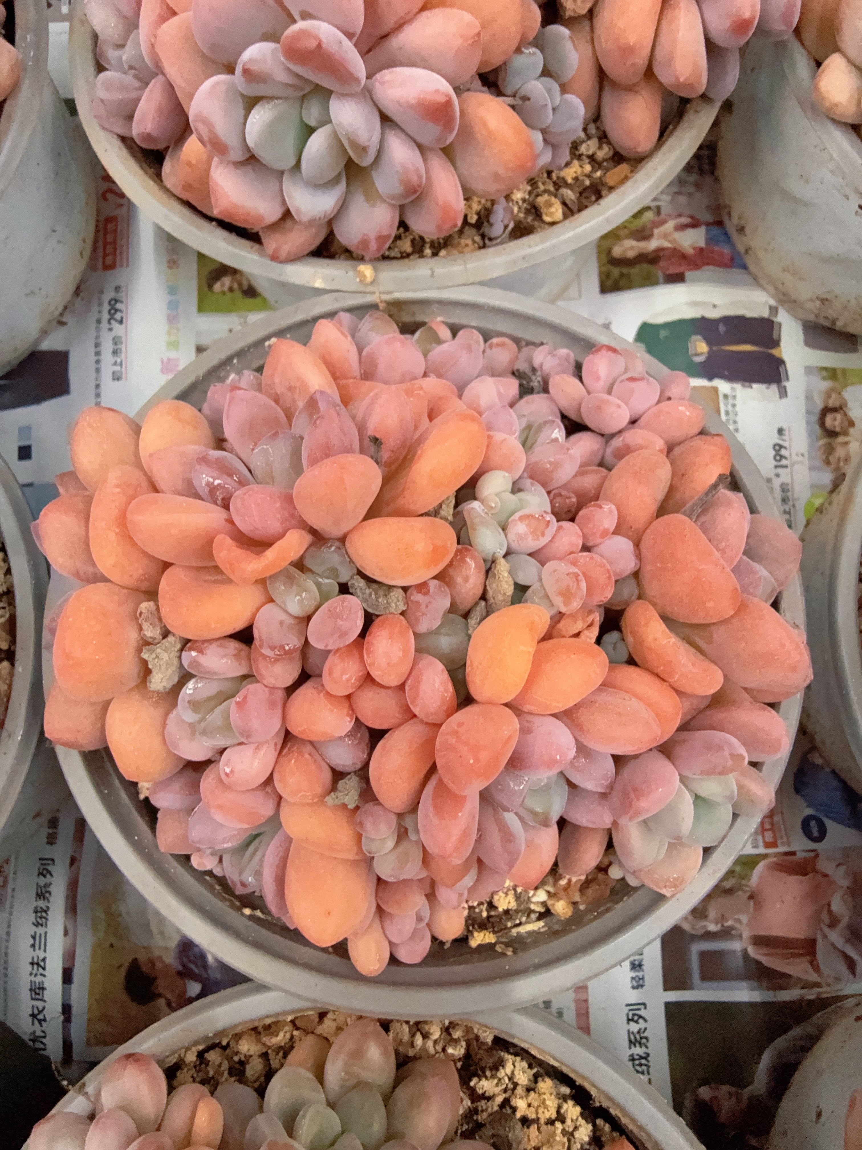 120#多头白露无砍群（8-12cm）脱土