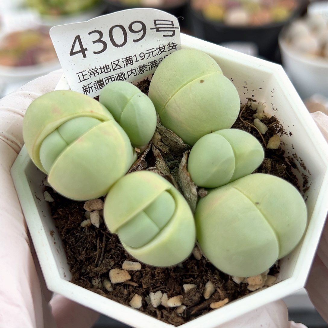 好养易活生石花大母本4309