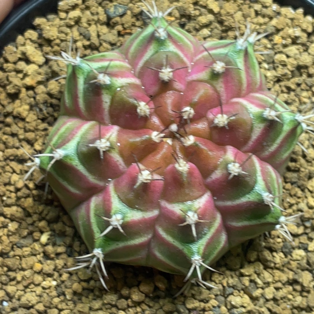 当前无花朵，栽培后可花朵紫粉包子轮回