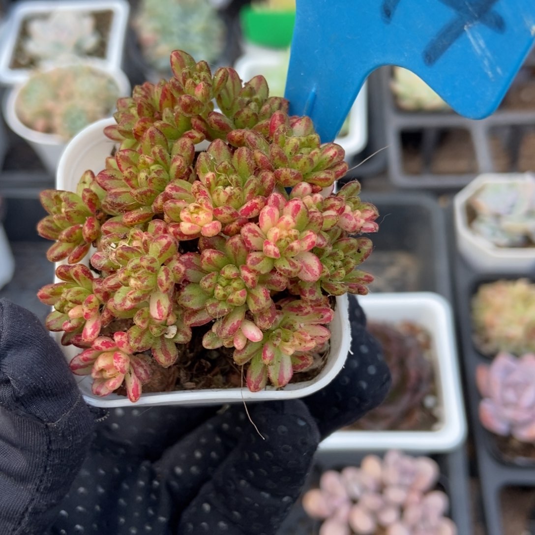 894小人祭锦多肉植物保护