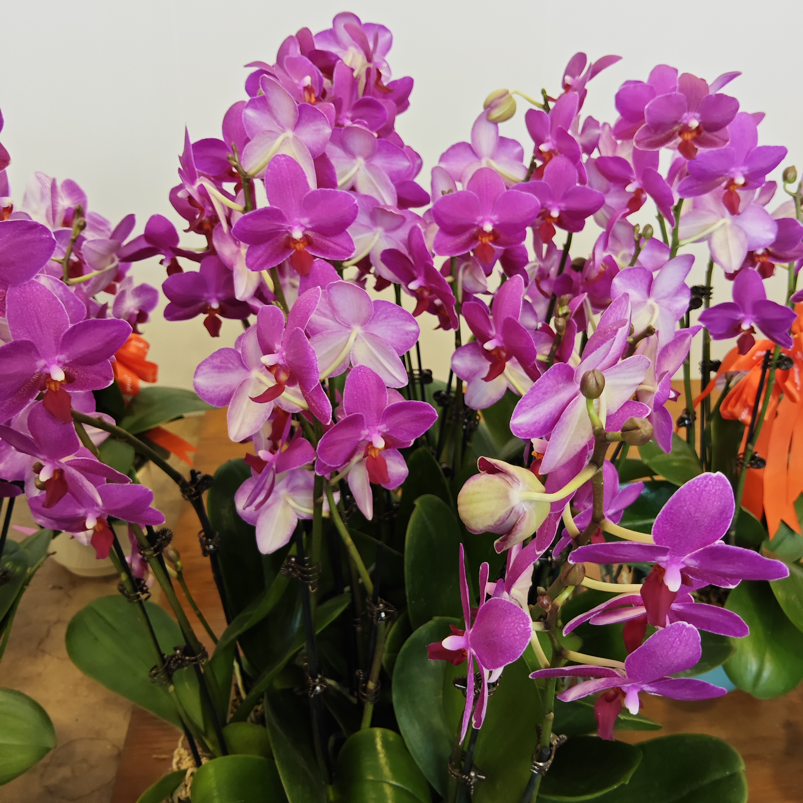 蝴蝶兰【红蜻蜓】带花发货 室内客厅阳台花卉 好养易活