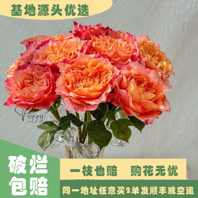 【基地源头优选】 火灵鸟玫瑰     任意两单发顺丰或空运