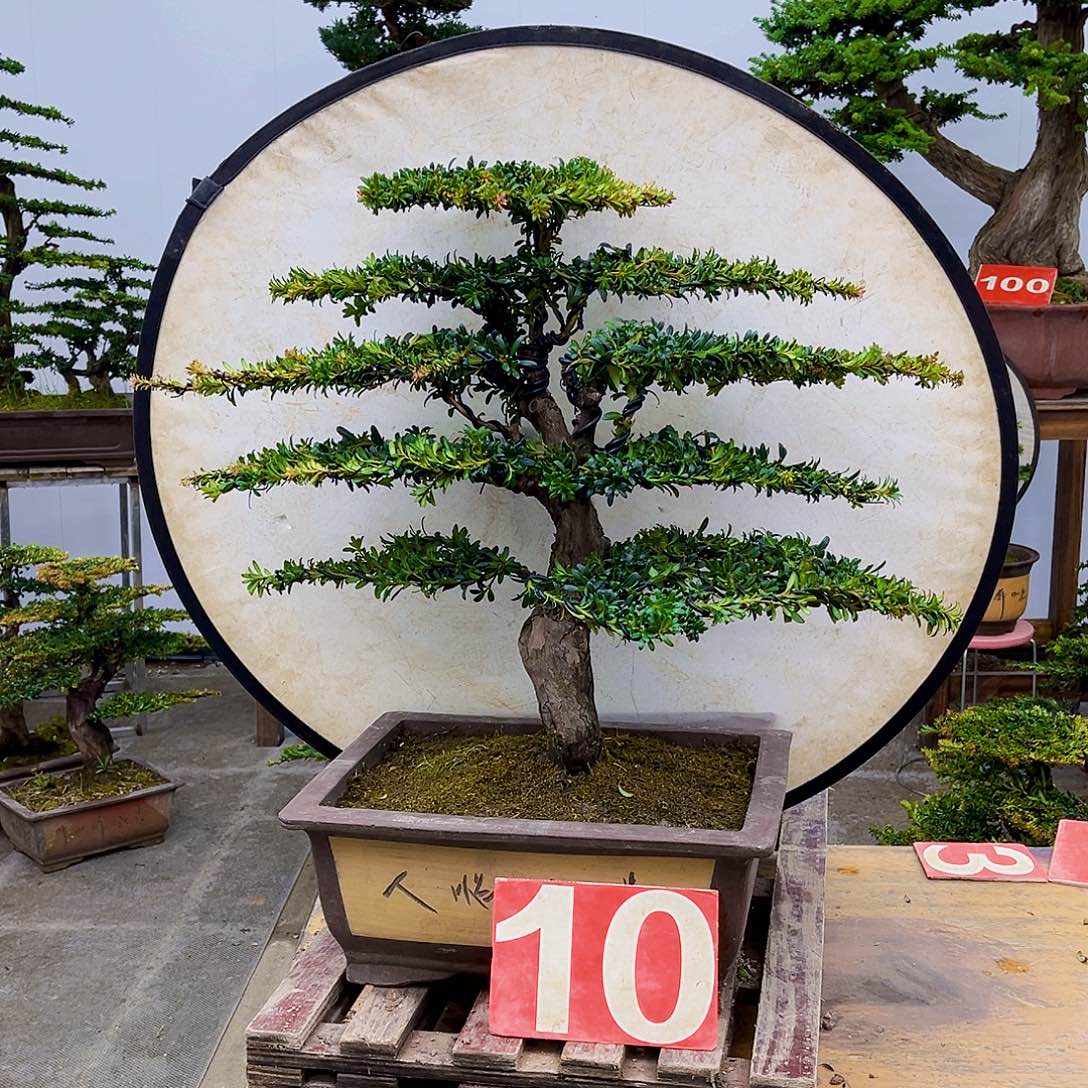 无花朵广东大哥一物一拍