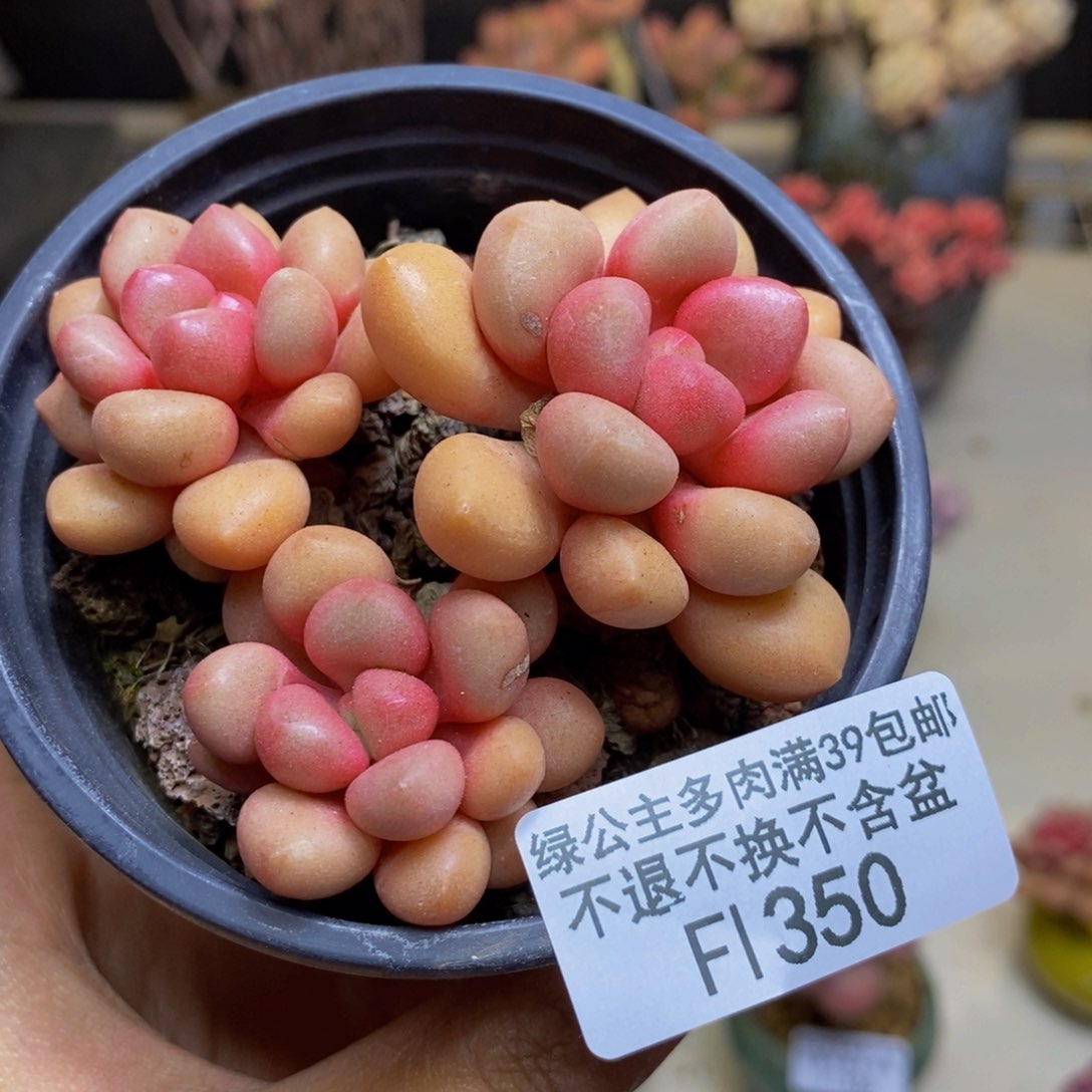 350先锋派多肉5c m