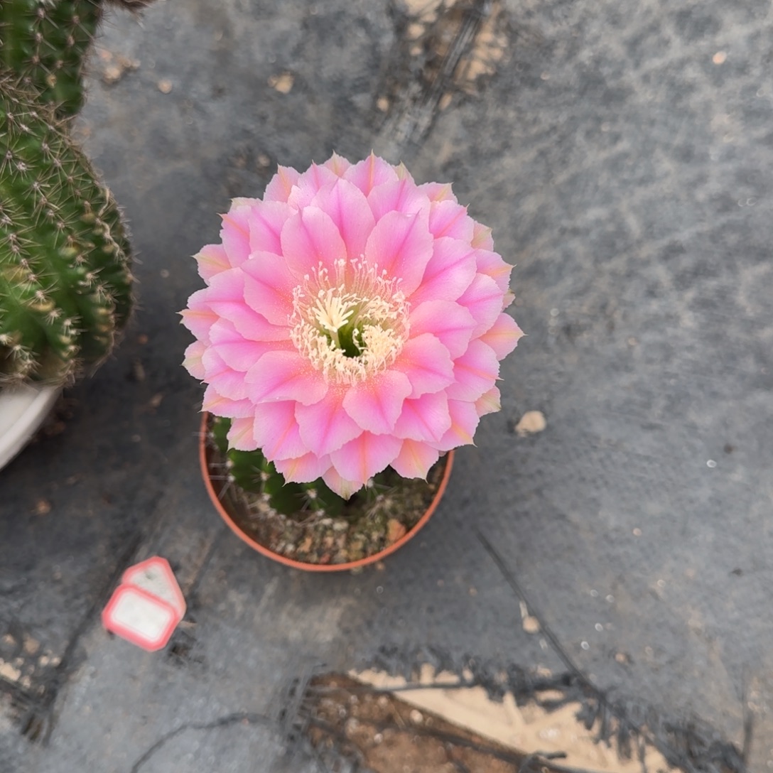 实生仙人球摘花发货