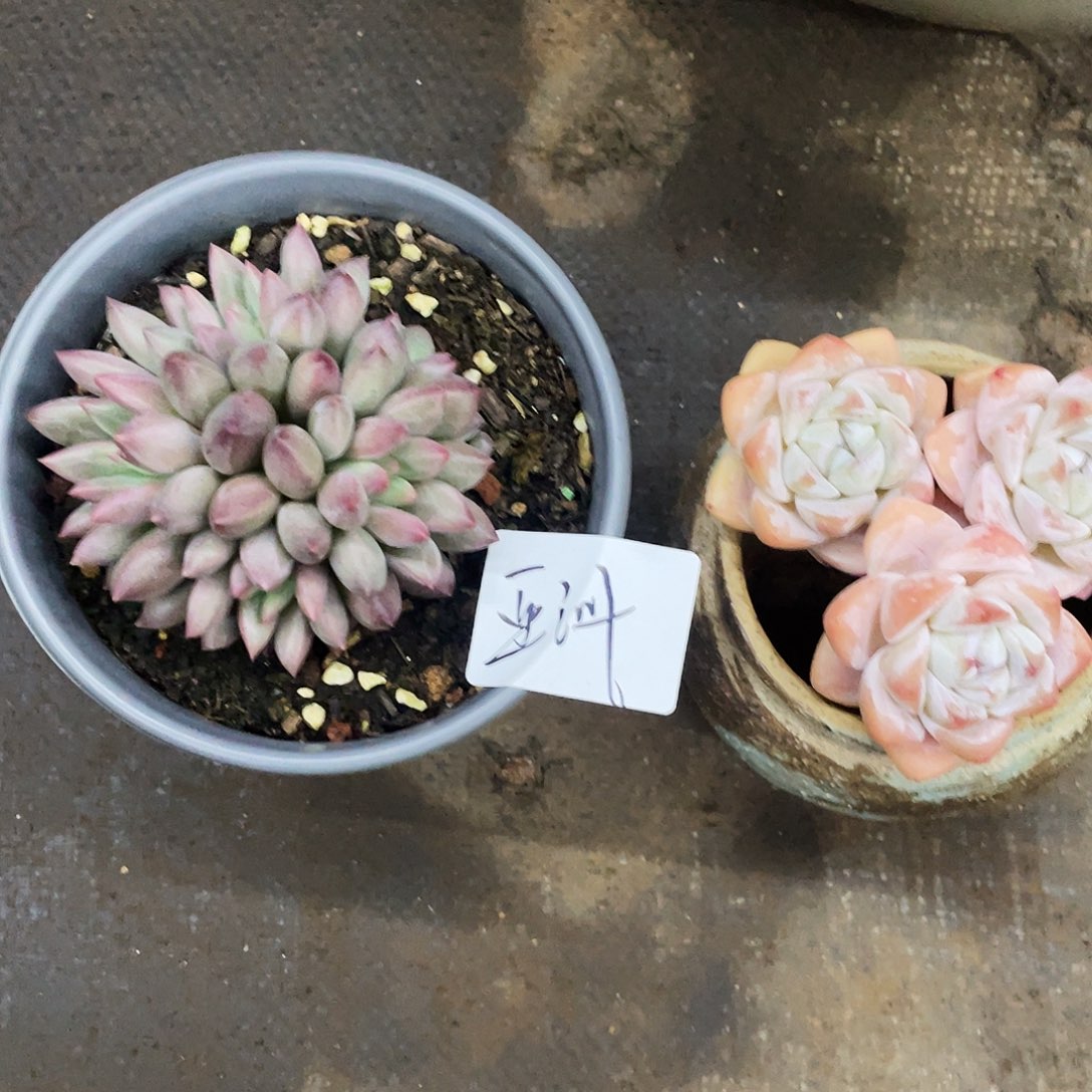 金***洲亚洲姐多肉链接寄养