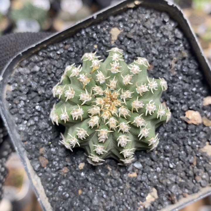 实生七巧柱1076号4cm