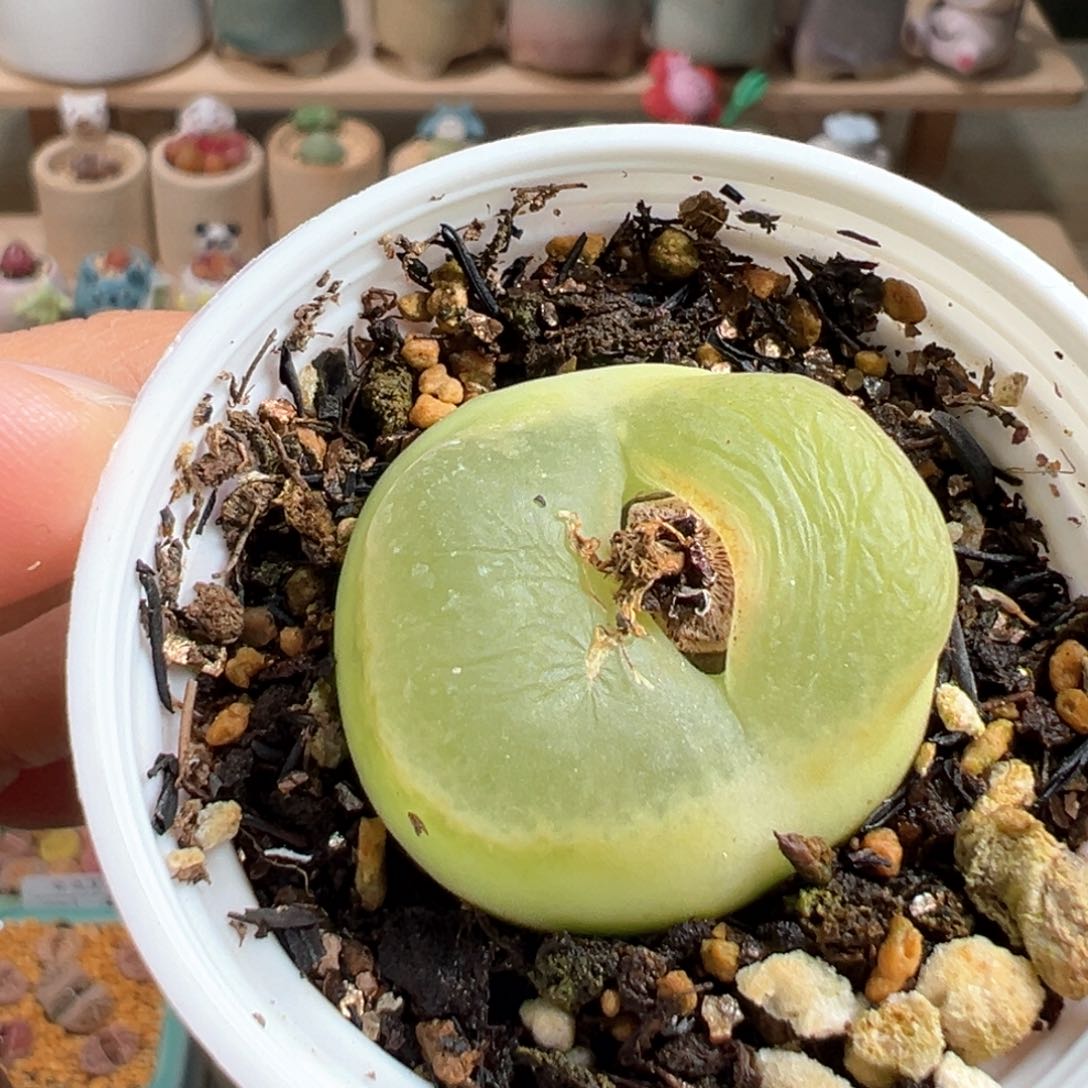 多肉植物60号毛毛