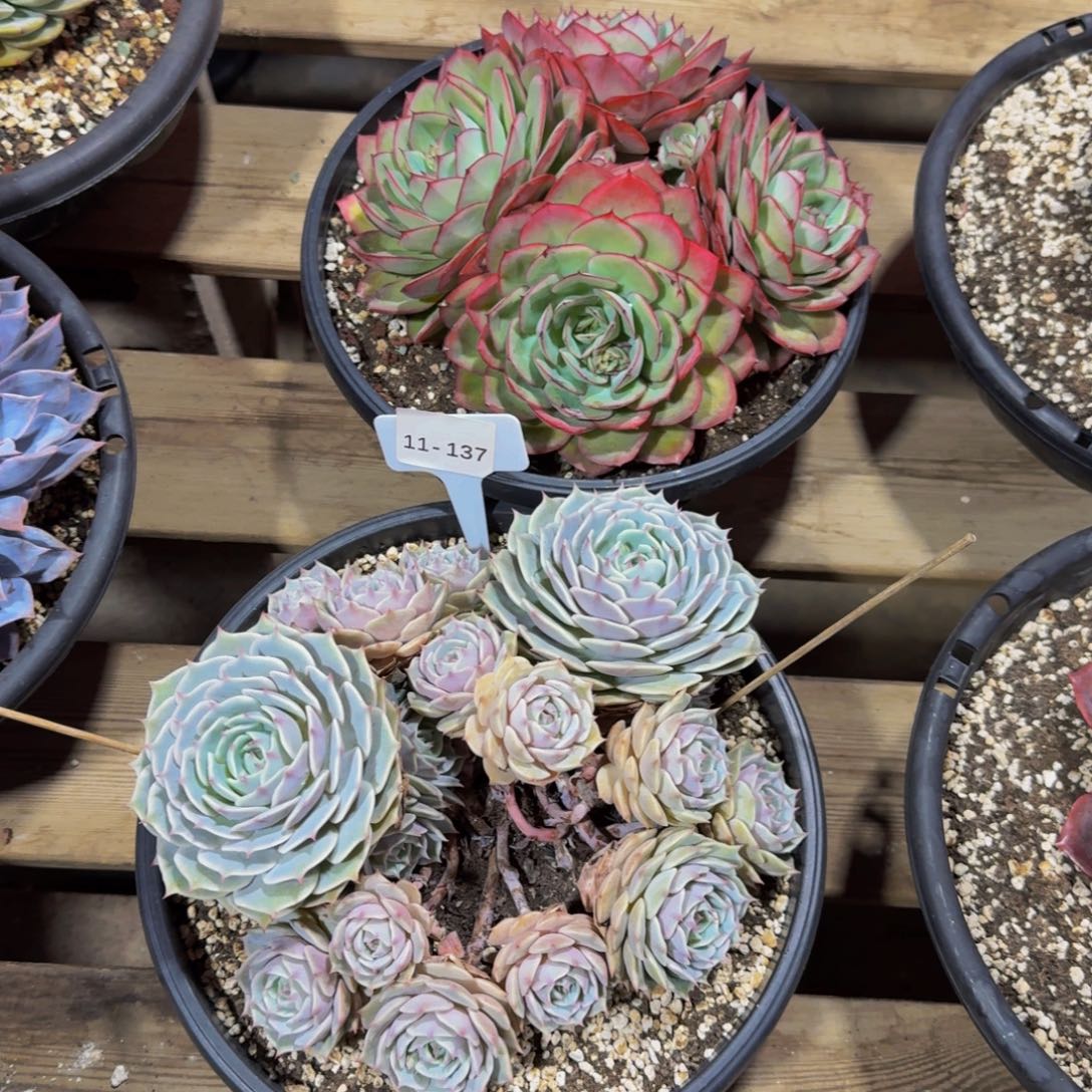 L***.11-137两颗组福利不包损