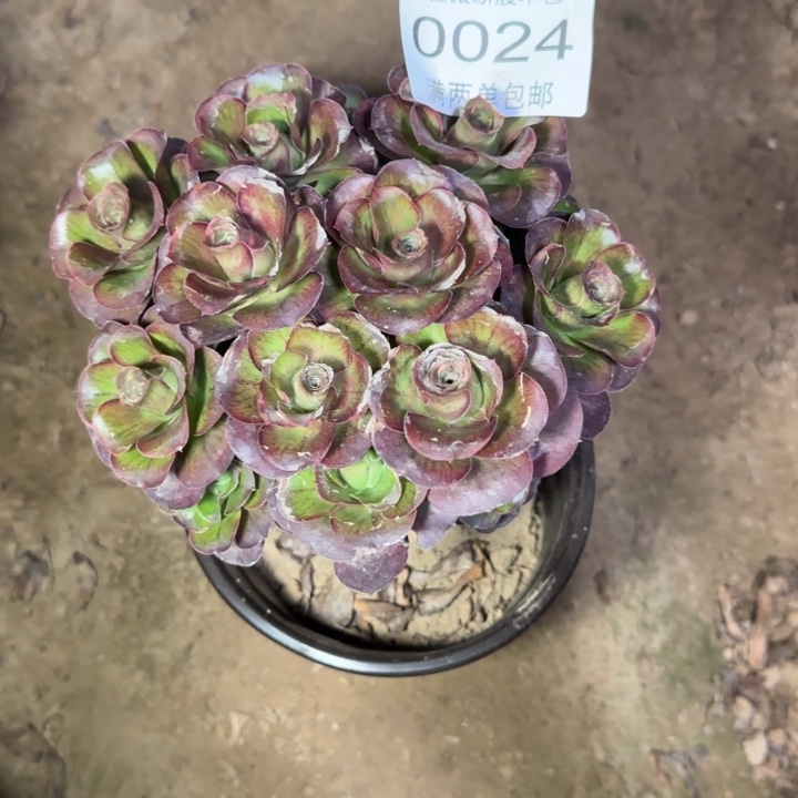 0024魅金d多肉植物