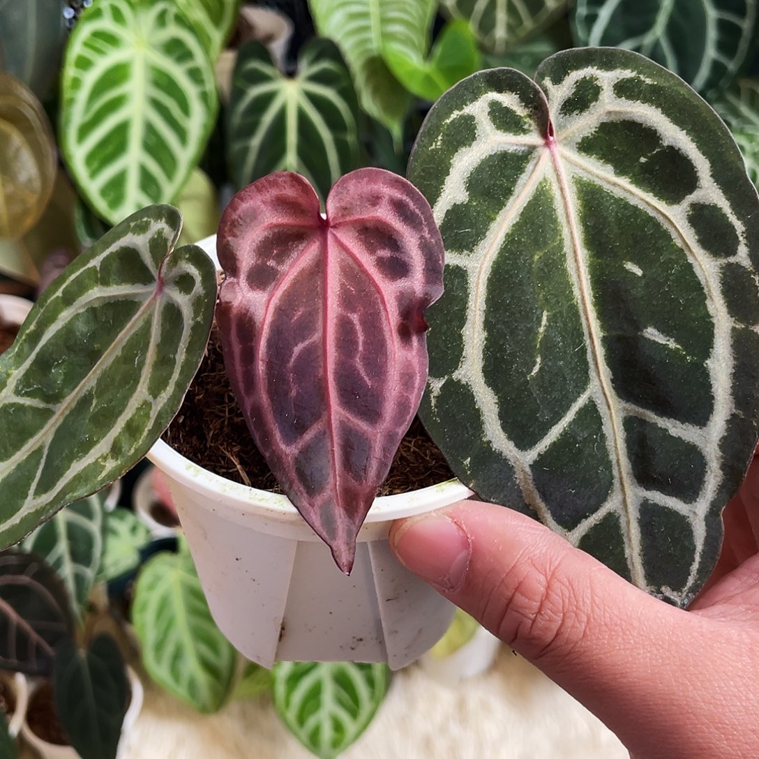 完全开放nse红水晶