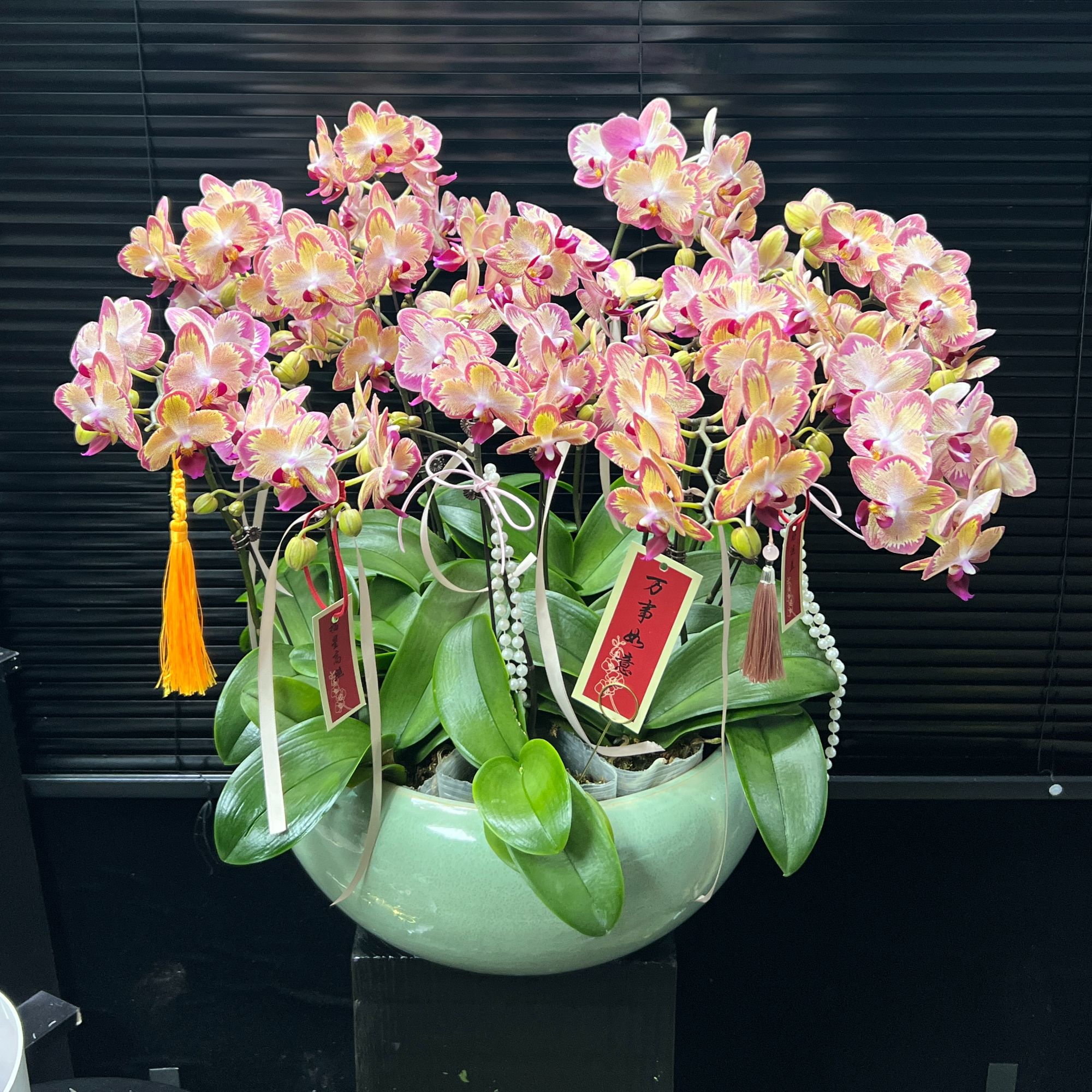 心想事成大花蝴蝶兰