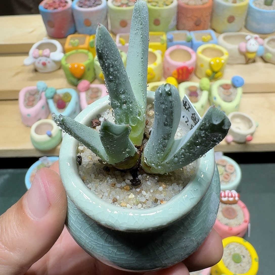 红陶蘑菇434虾钳