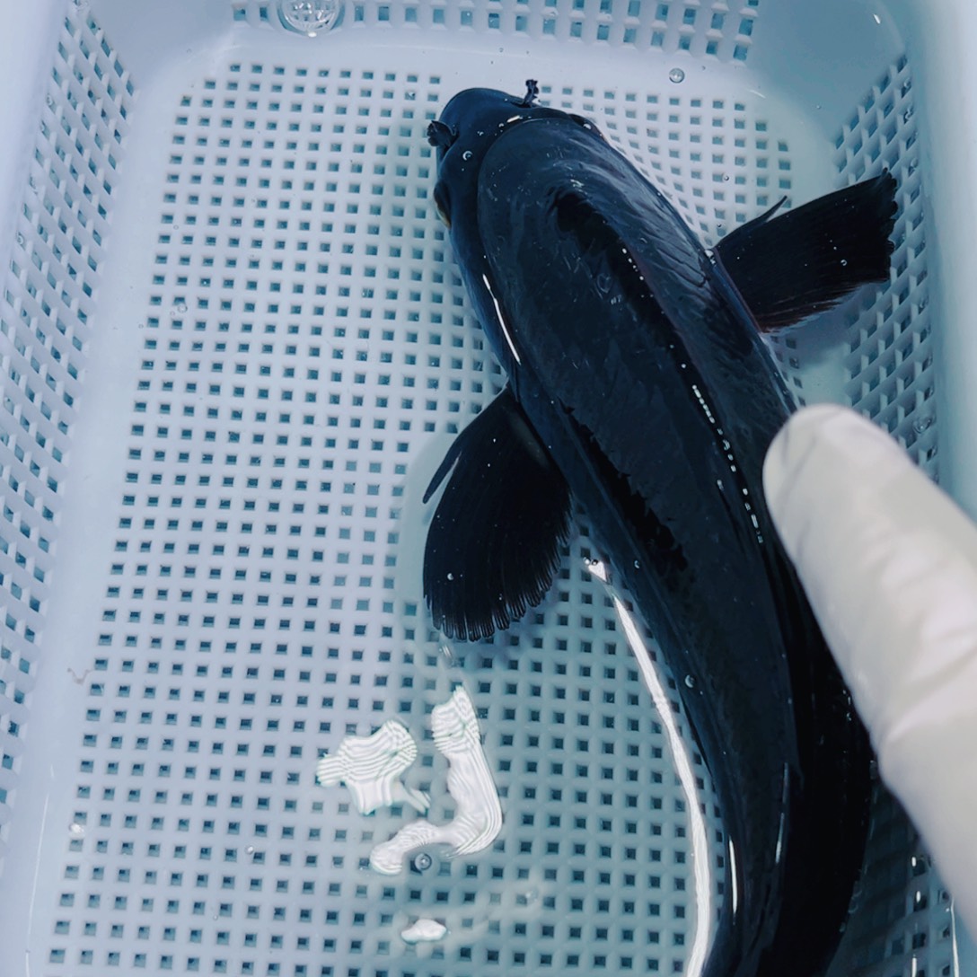 锦鲤锦鲤冷水鱼观赏