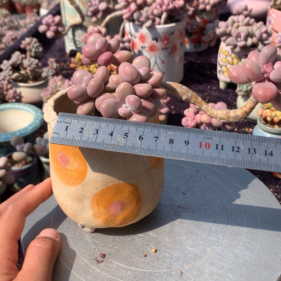 25号不带盆偏远的不包邮的