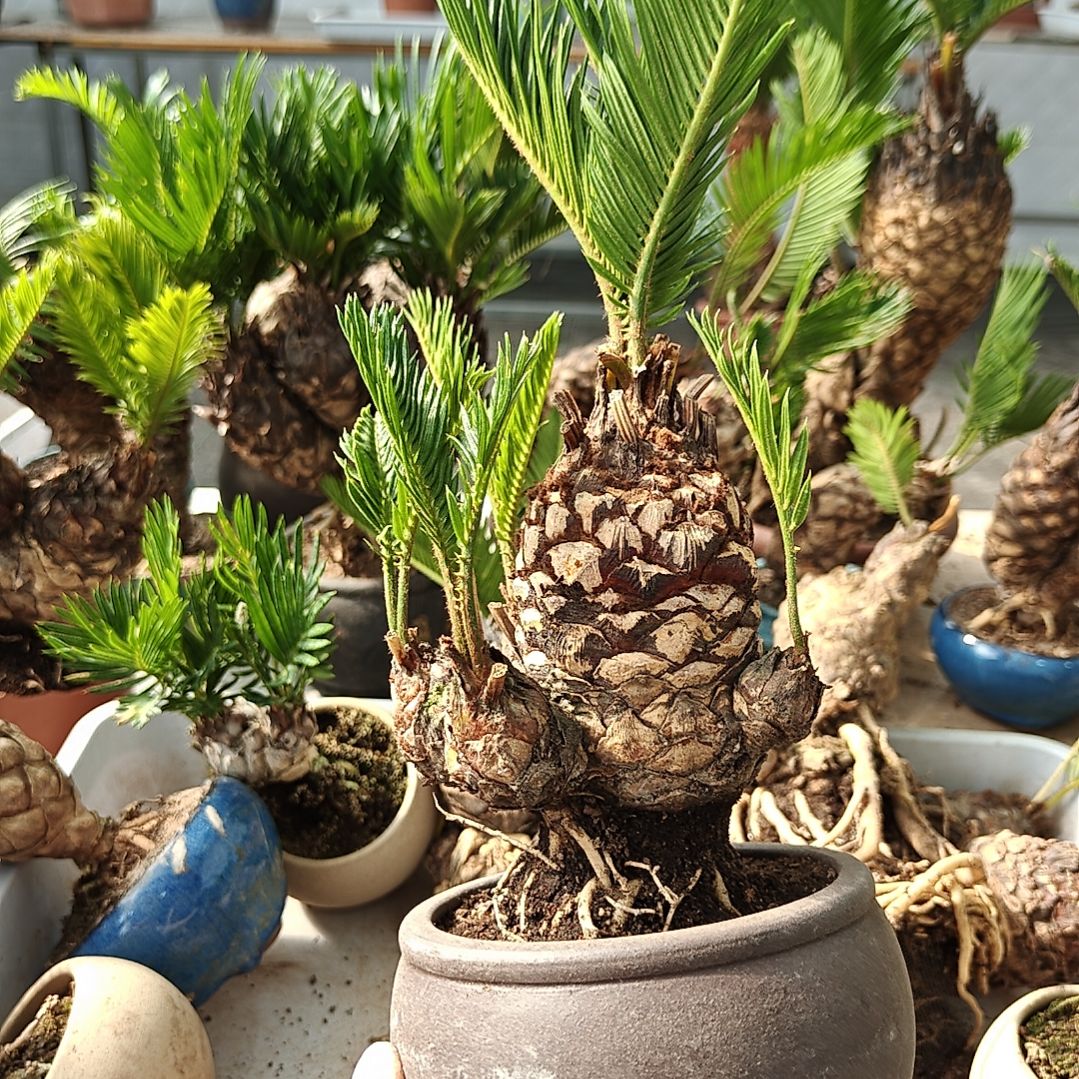 用***7无花朵白鳞铁盆景基地价