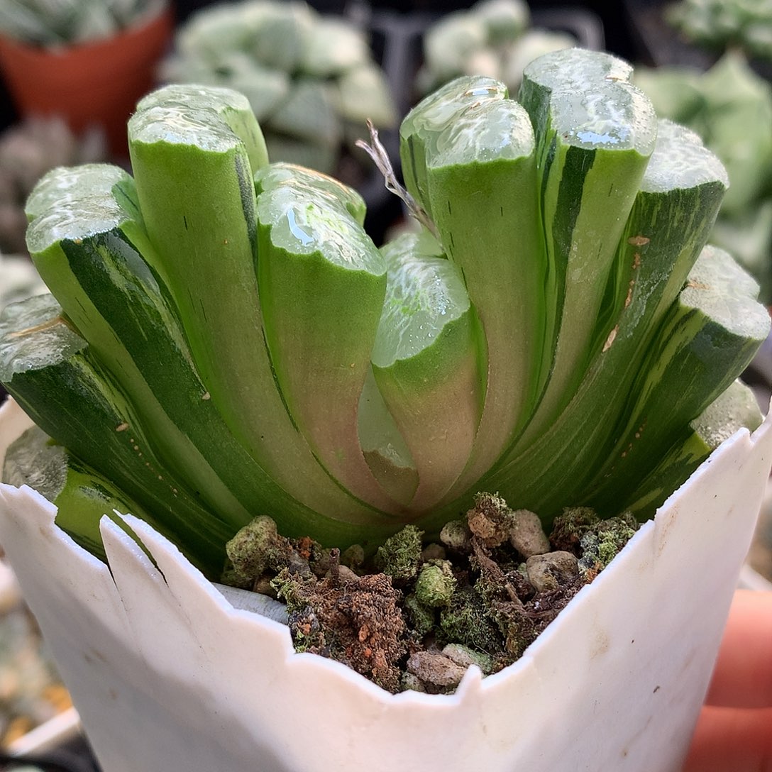 长乐玉扇锦带盆土