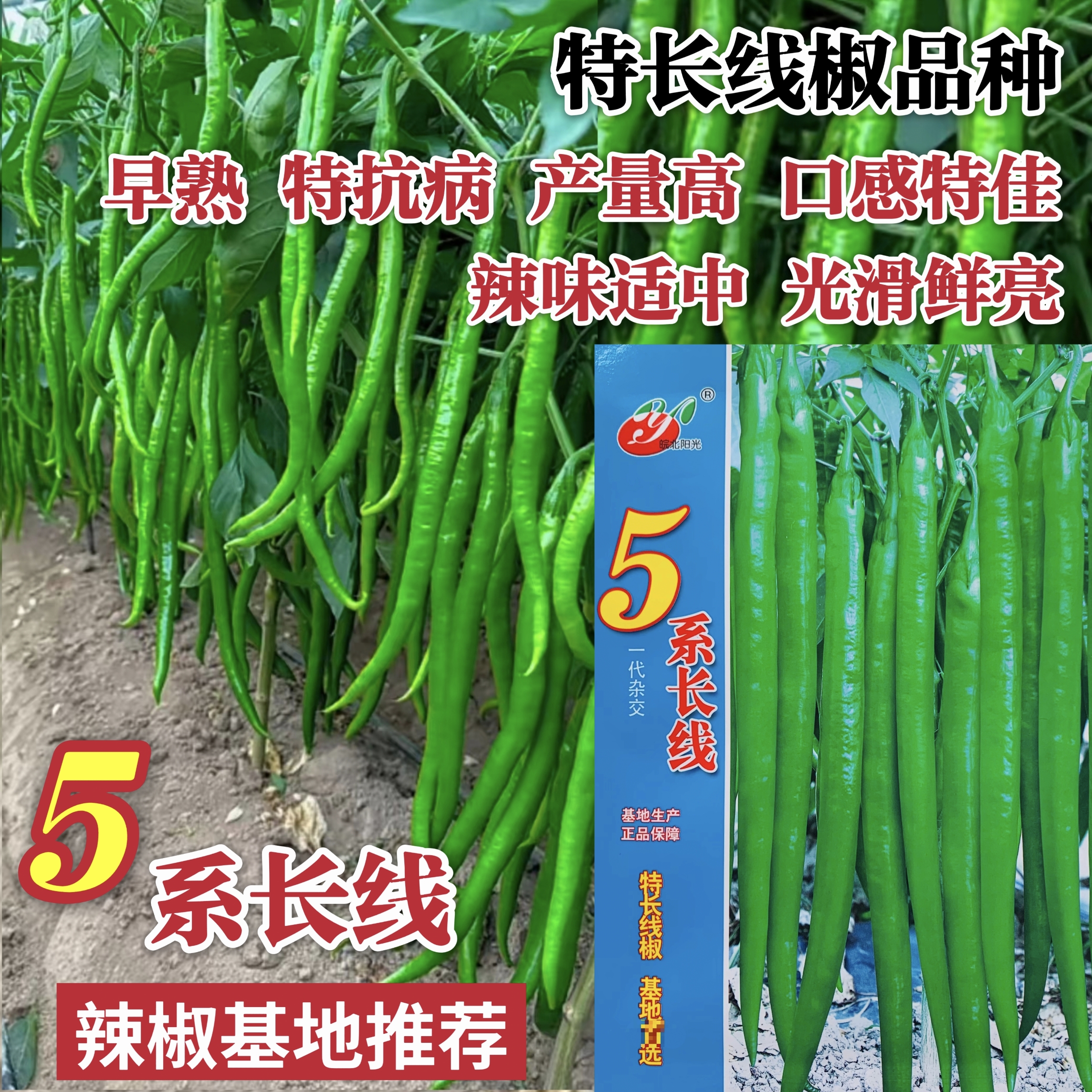 5系长线椒种子 早熟高产抗病线椒种适合春秋种植辣味适中绿果鲜亮