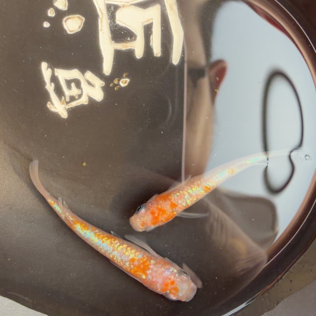 青鳉鱼614.H王华一对