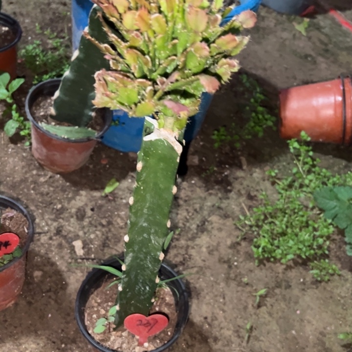 勇***哥当前无花栽培后可以开花084  237