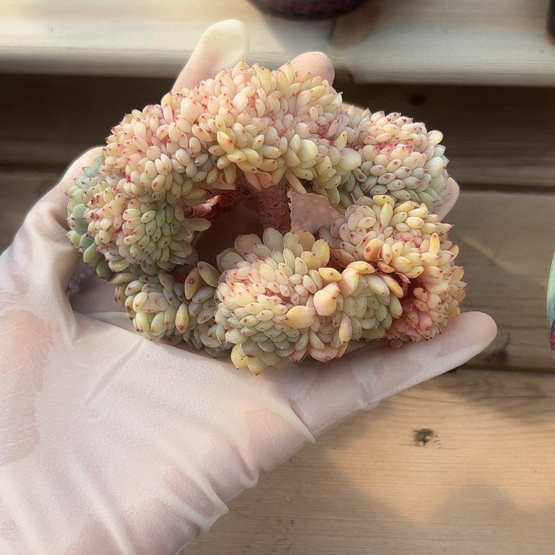 西西 白胖子缀zzzzzzzz