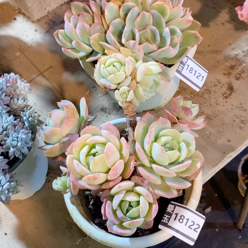 【闪购商品】恋曲18122