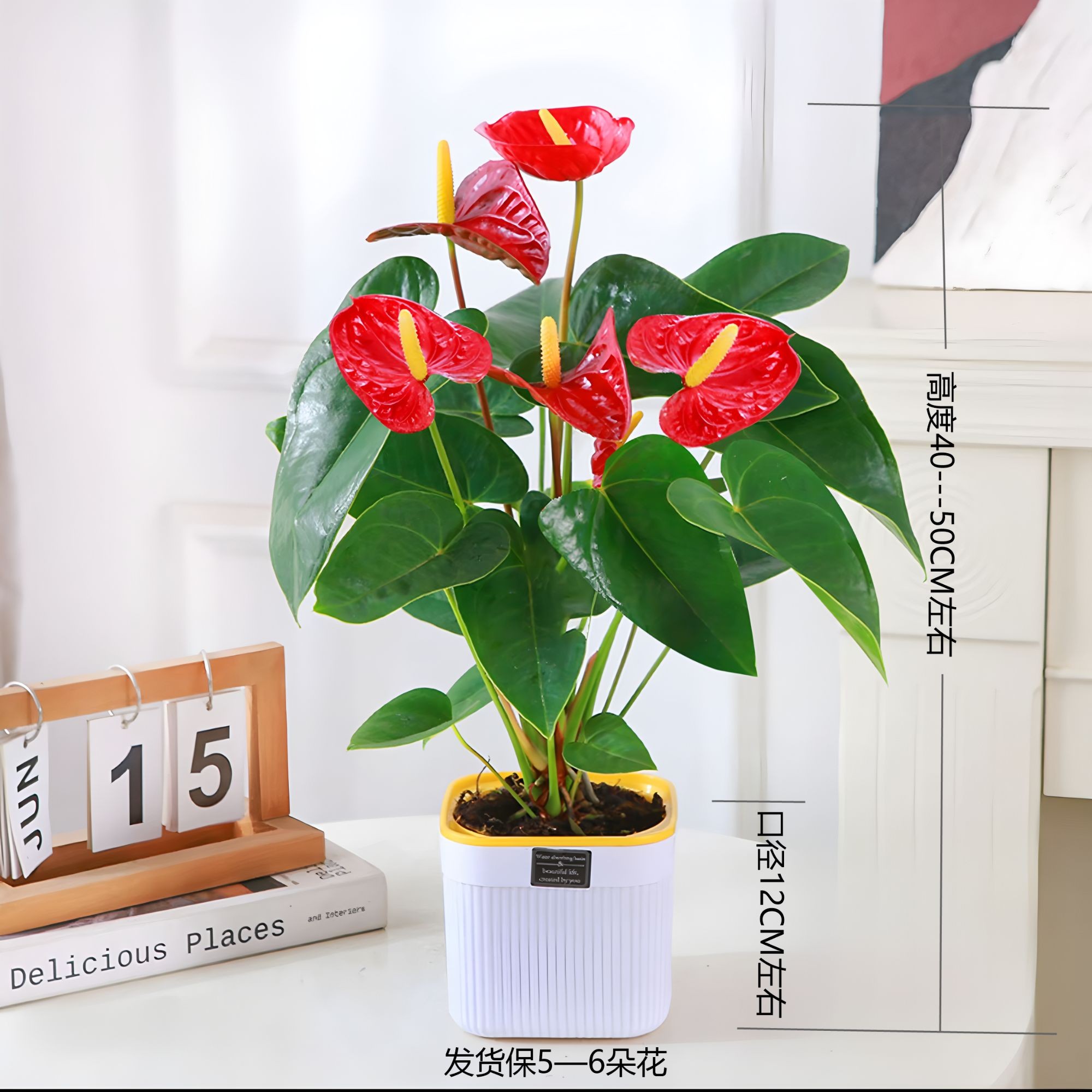 【4--6朵花】红掌 大展宏图 吸水盆栽四季开花室内花卉