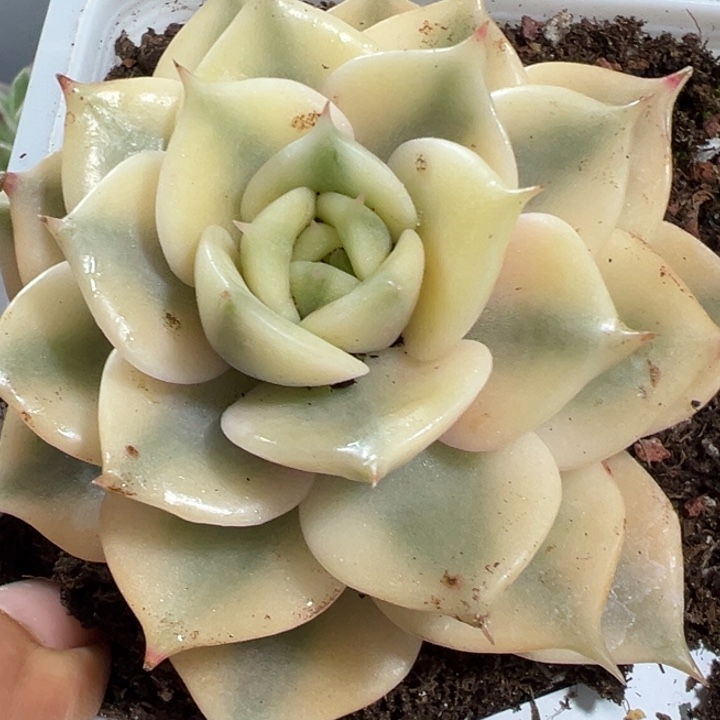 贝加尔湖锦多肉植物470